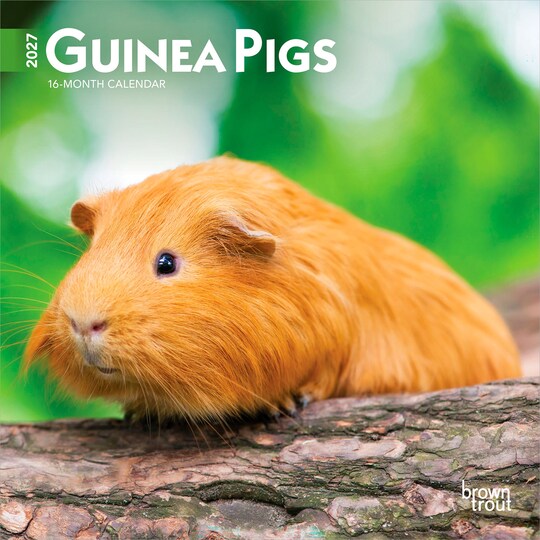 BrownTrout; Guinea Pigs | 2027 7 x 14 Inch (Hanging) Monthly Mini Wall Calendar; Category:Wall Calendars; Image:1